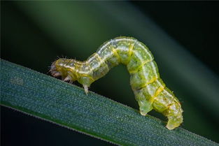 周公解梦大全查询梦见蛆虫