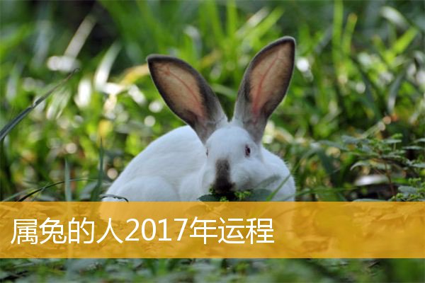 属兔人2020年11月运势如何流年刑太岁带来