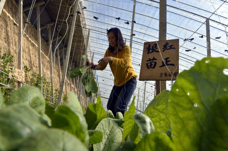 （三农日报）农业种植现闭合产业链模式（附案例）