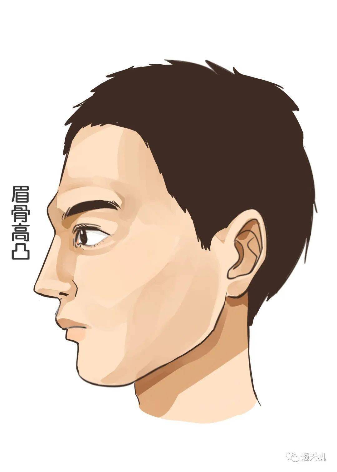 面相分析：眉骨高的男人性格？突起的女人