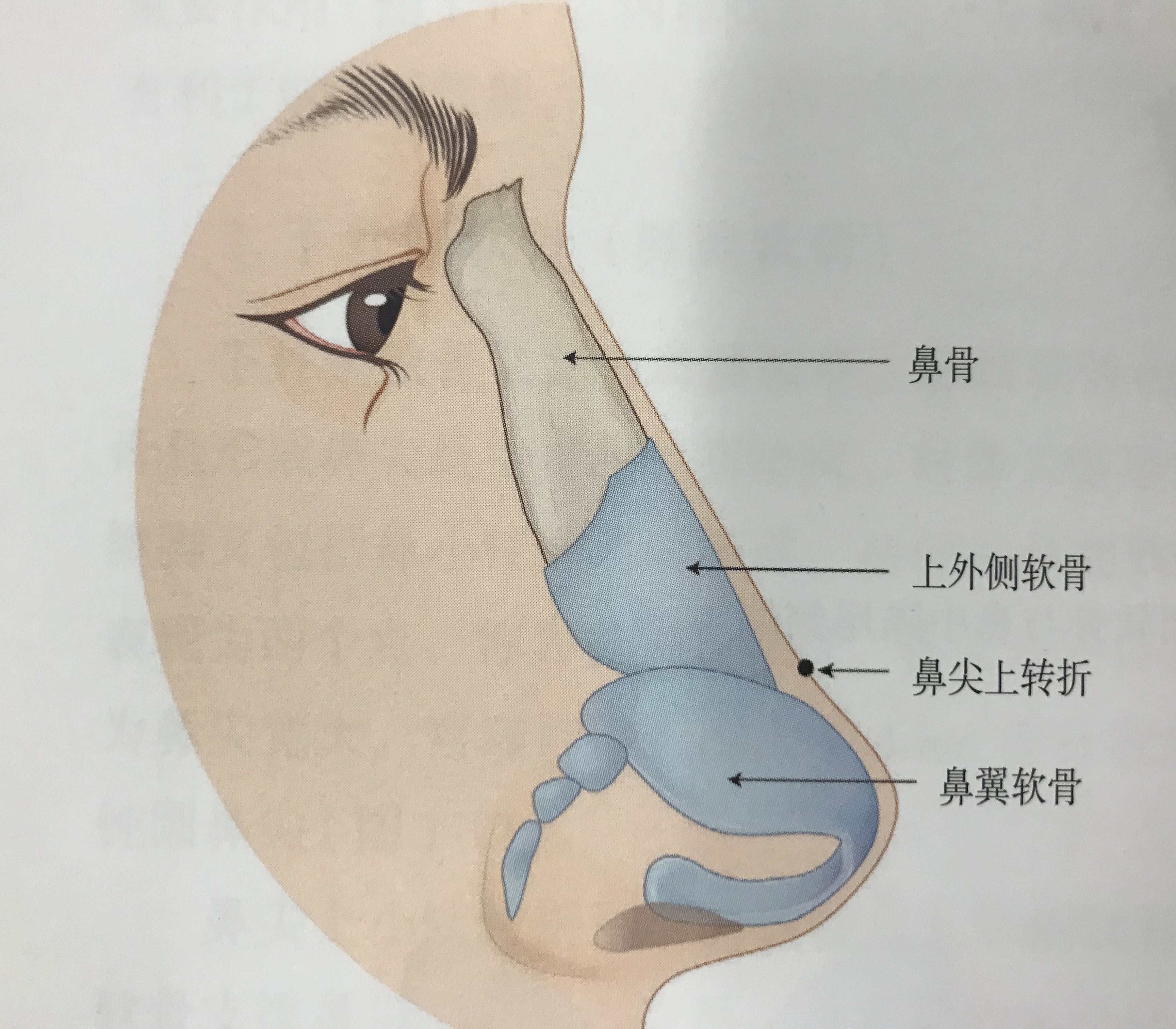 好看精致的鼻子，怎么才可以不露鼻孔呢？