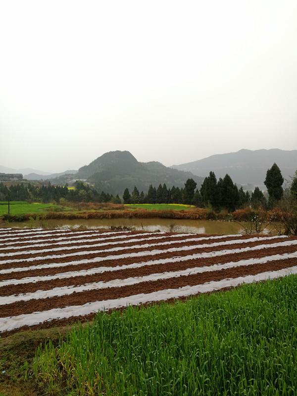 易经风水实战派专家李术大师带领两名弟子去苍溪县作风水