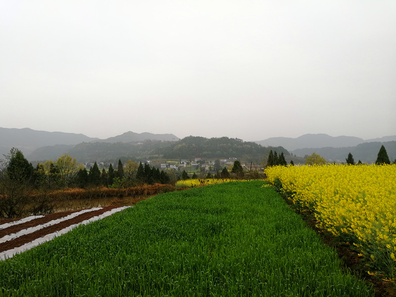 易经风水实战派专家李术大师带领两名弟子去苍溪县作风水