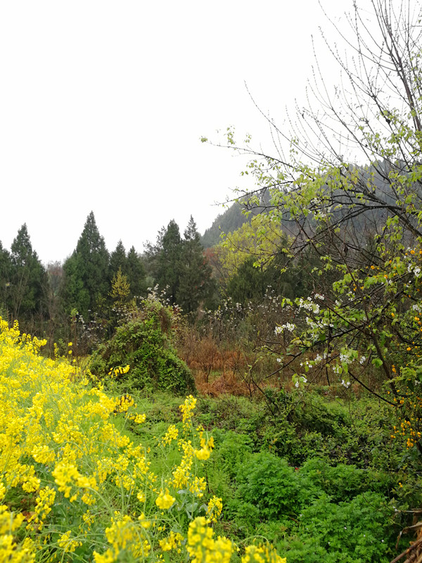 易经风水实战派专家李术大师带领两名弟子去苍溪县作风水