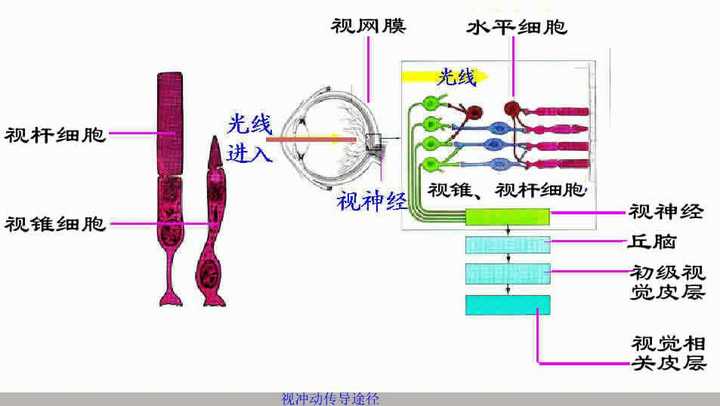 从暗环境到亮环境的过程中，我们该如何应对？