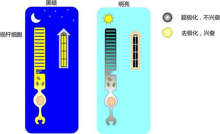 从暗环境到亮环境的过程中，我们该如何应对？