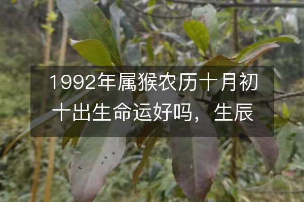 1992年属猴农历十月初十出生人的八字命运