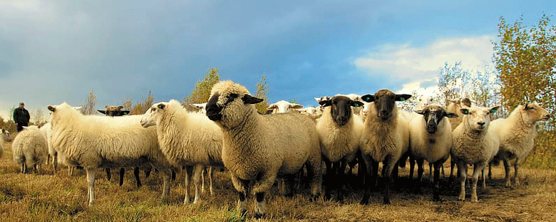 属羊和属牛的相克吗 属羊和属牛的姻缘怎样
