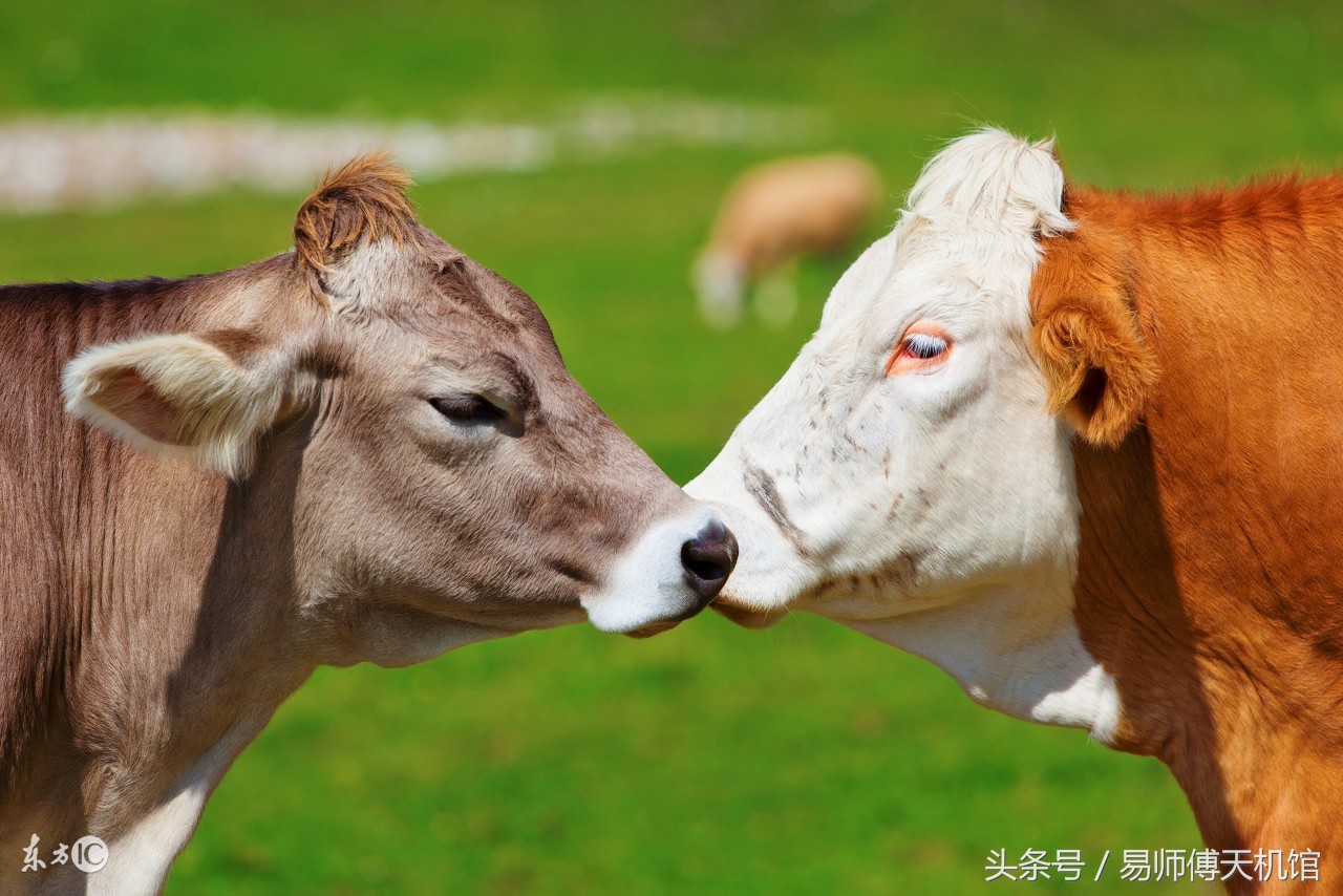 97年属牛人的最佳婚配对象是十二生肖中的谁